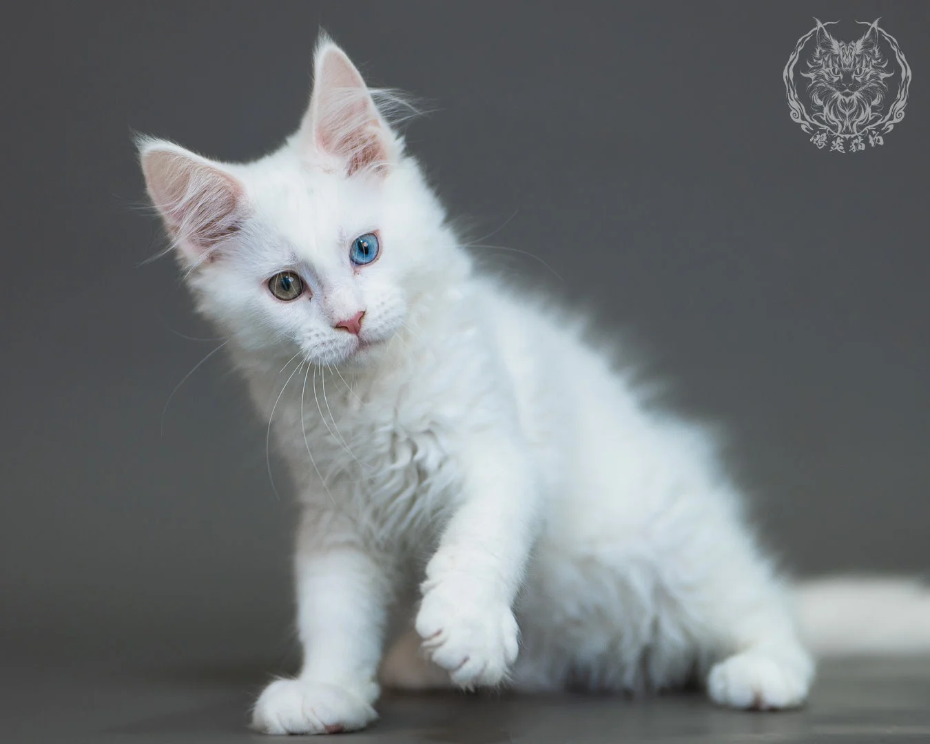 異瞳白色 Odd Eye White Maine Coon 3months 24