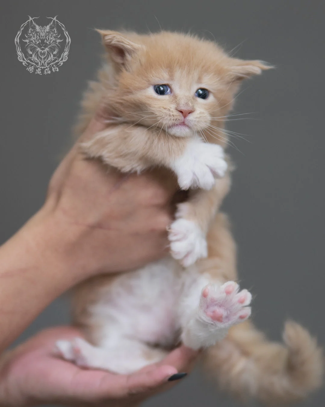 奶油虎斑緬因貓 Cream Tabby Maine Coon 4weeks Cattery Taichung 2