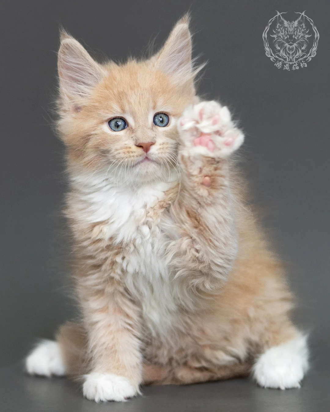 奶油虎斑緬因貓 Cream Tabby Maine Coon 2months Cattery Taichung 9