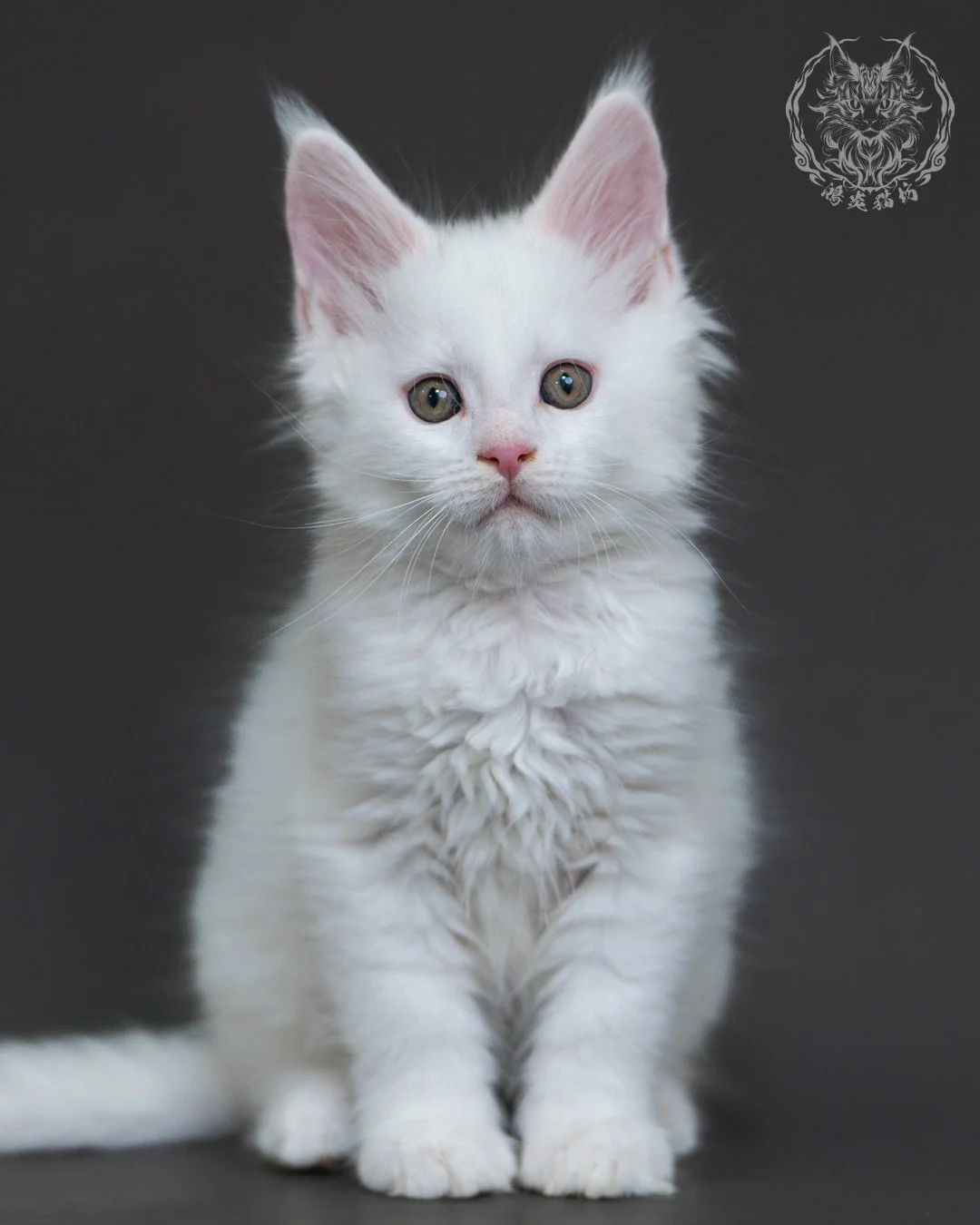 白色緬因貓2個月紀錄 White Maine Coon 2months 3