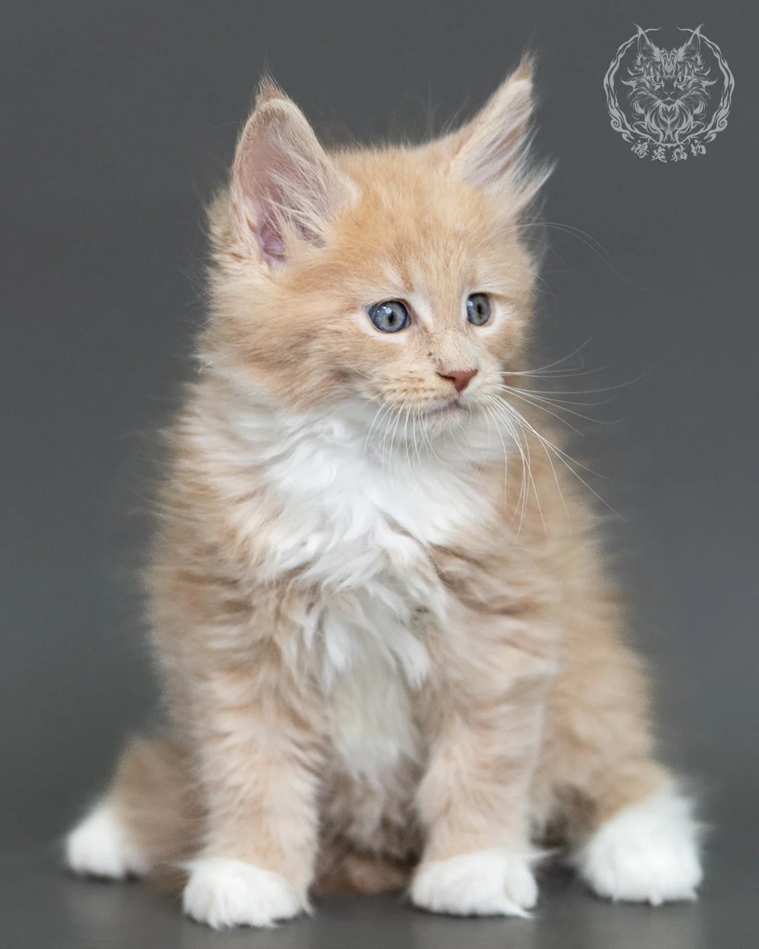 奶油虎斑緬因貓 Cream Tabby Maine Coon 2months Cattery Taichung 3