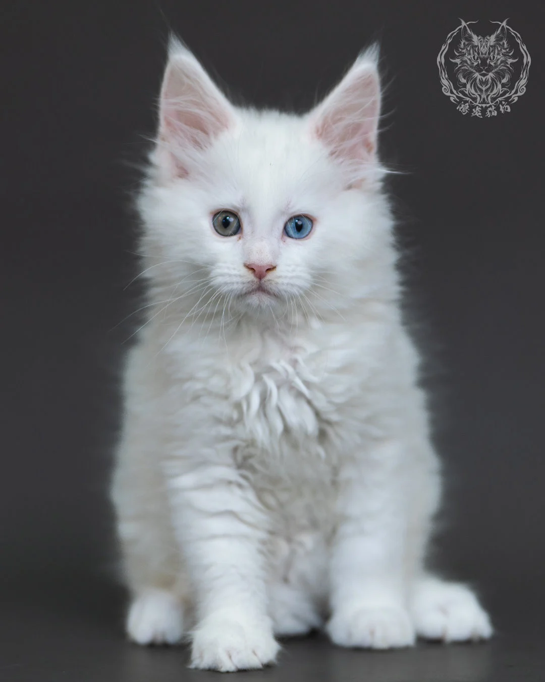 白色異瞳緬因貓 1