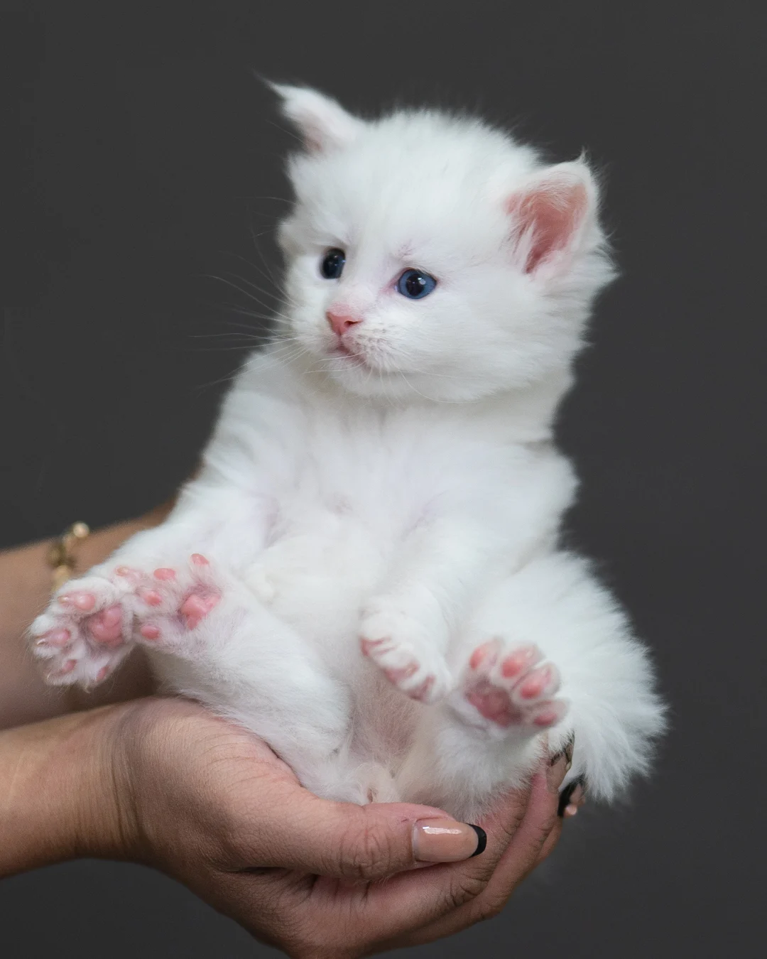 白色緬因貓 White Maine Coon 4weeks Cattery Taichung 1