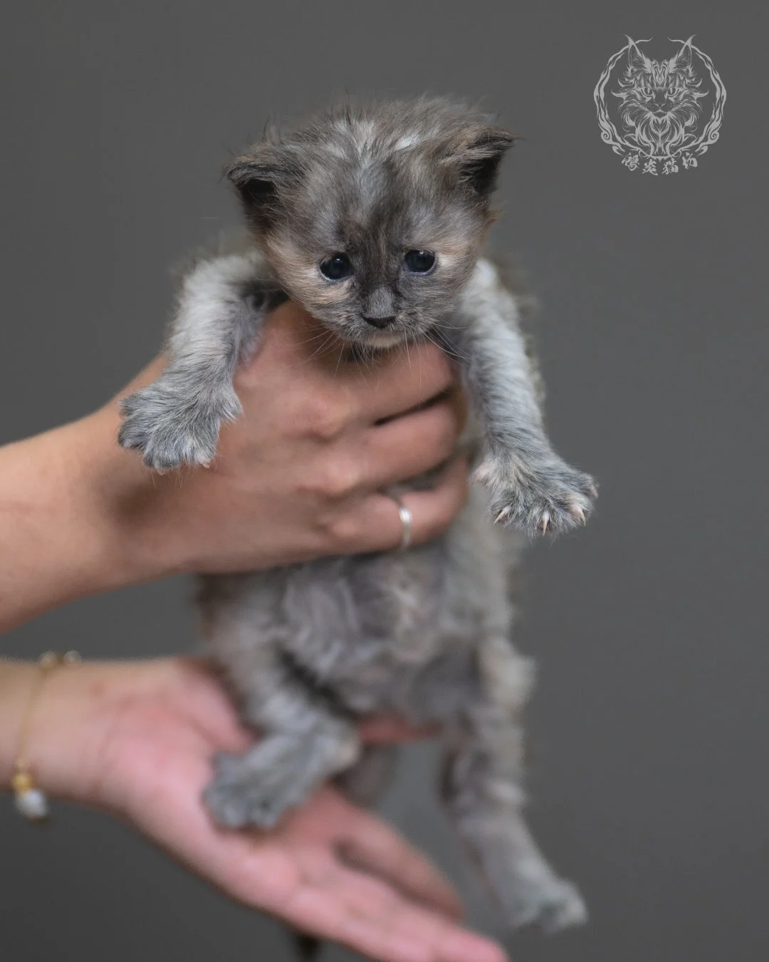 藍乳煙玳帽緬因貓 Blue Cream Smoke Tortie Maine Coon 4weeks Cattery Taichung 5