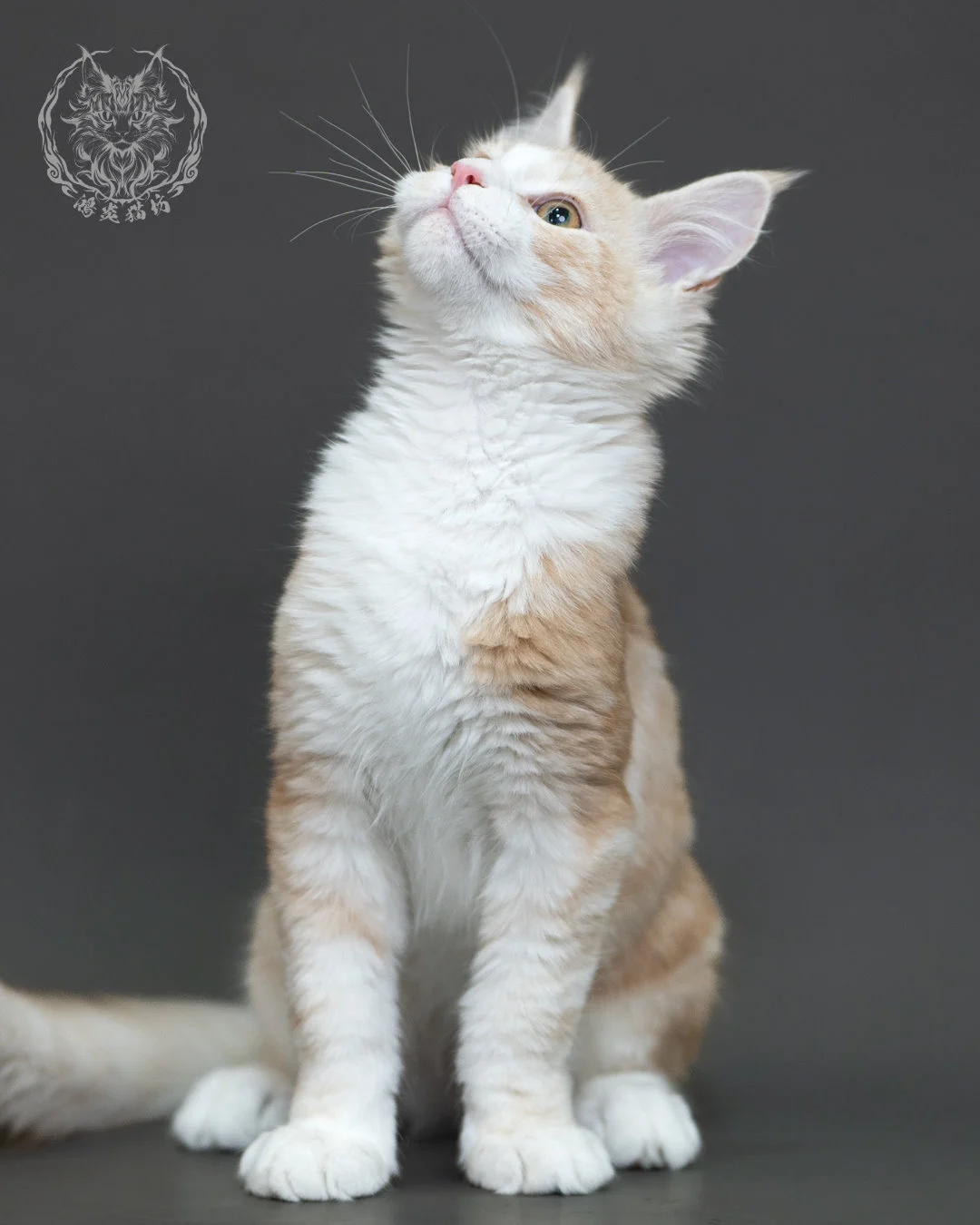 紅銀虎斑緬因貓 Red Silver Tabby Maine Coon 4halfmonths Cattery Taichung 5