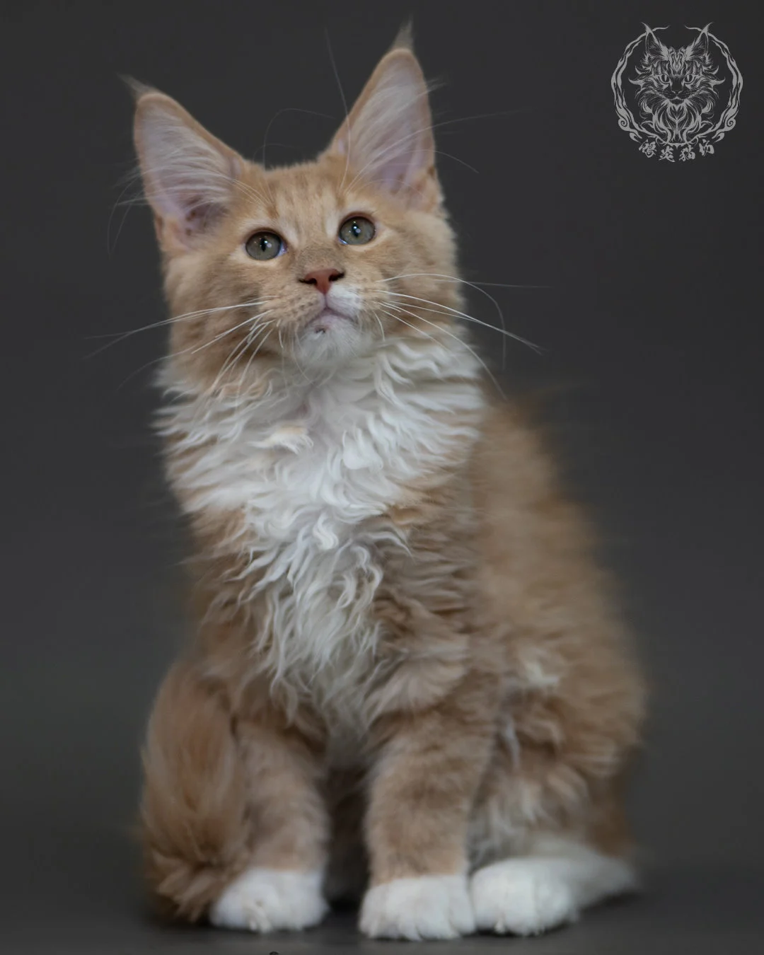 奶油虎斑 Cream Tabby Maine Coon 3months 2