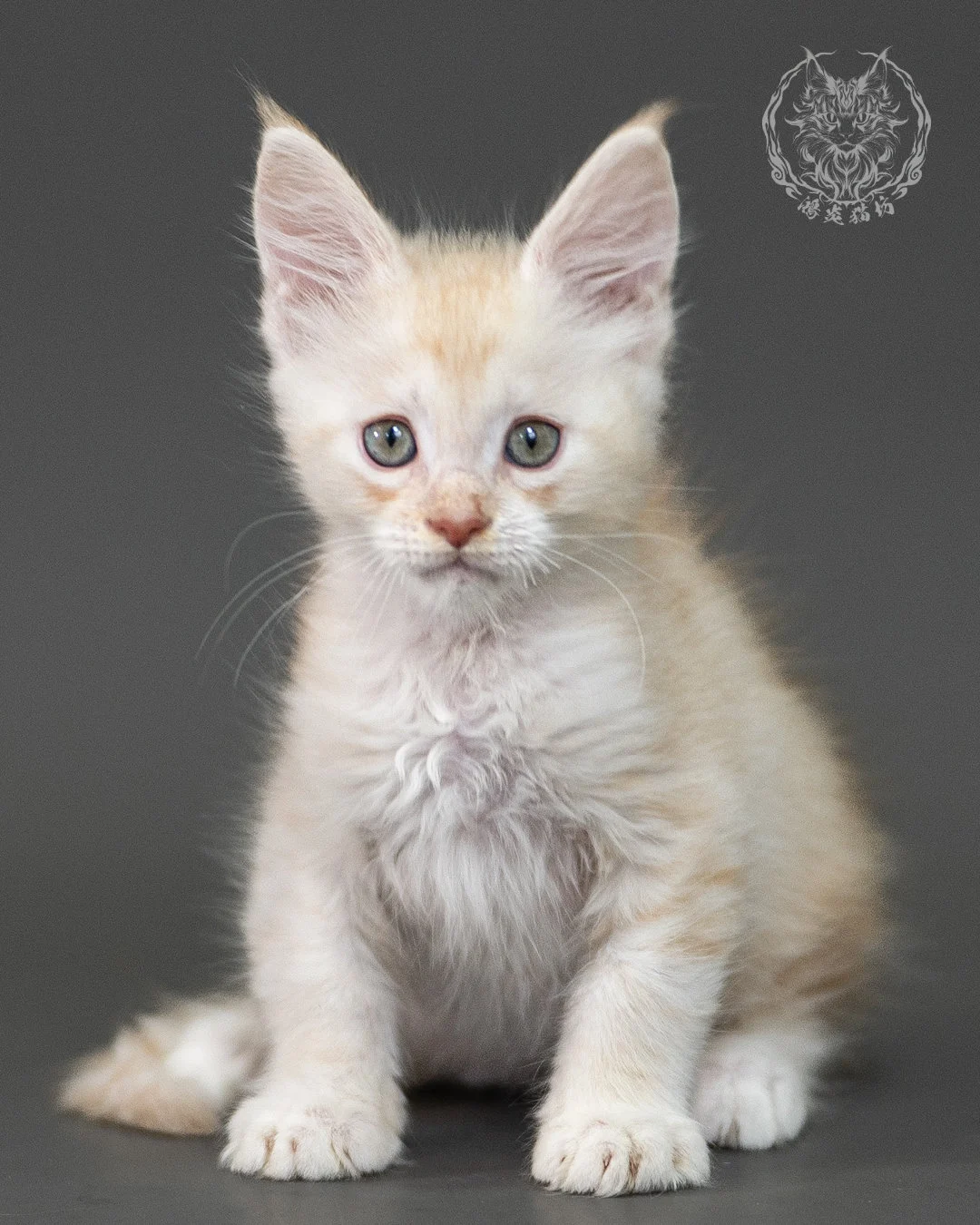 紅銀虎斑緬因貓 Red Silver Tabby Maine Coon 2months Closeup 9