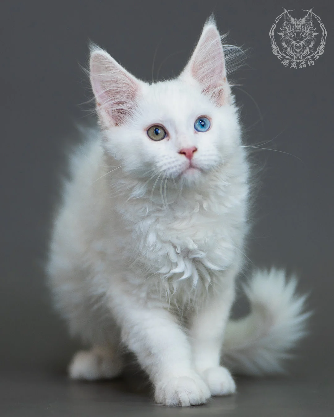 異瞳白色 Odd Eye White Maine Coon 3months 1