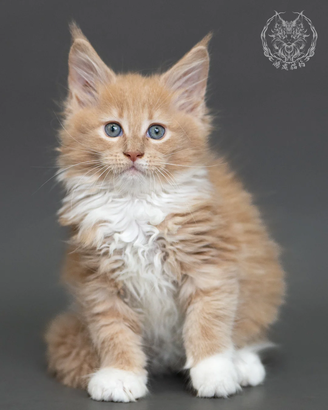 奶油虎斑緬因貓 Cream Tabby Maine Coon 2months Cattery Taichung 8
