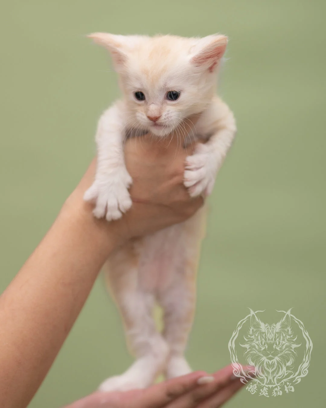紅銀虎斑緬因貓 Red Silver Tabby Maine Coon 4weeks Closeup 1