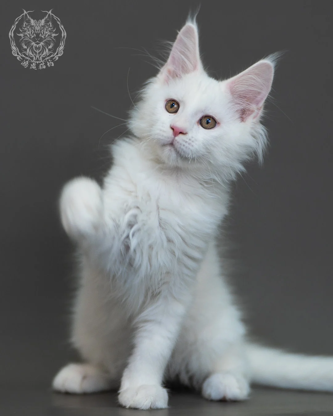 白色 White Maine Coon 3months 6