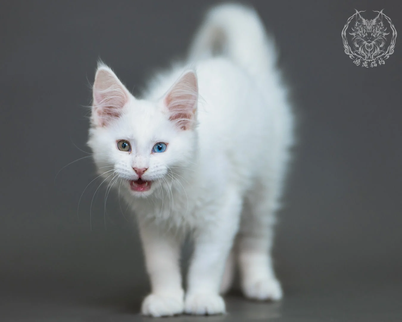 異瞳白色 Odd Eye White Maine Coon 3months 22