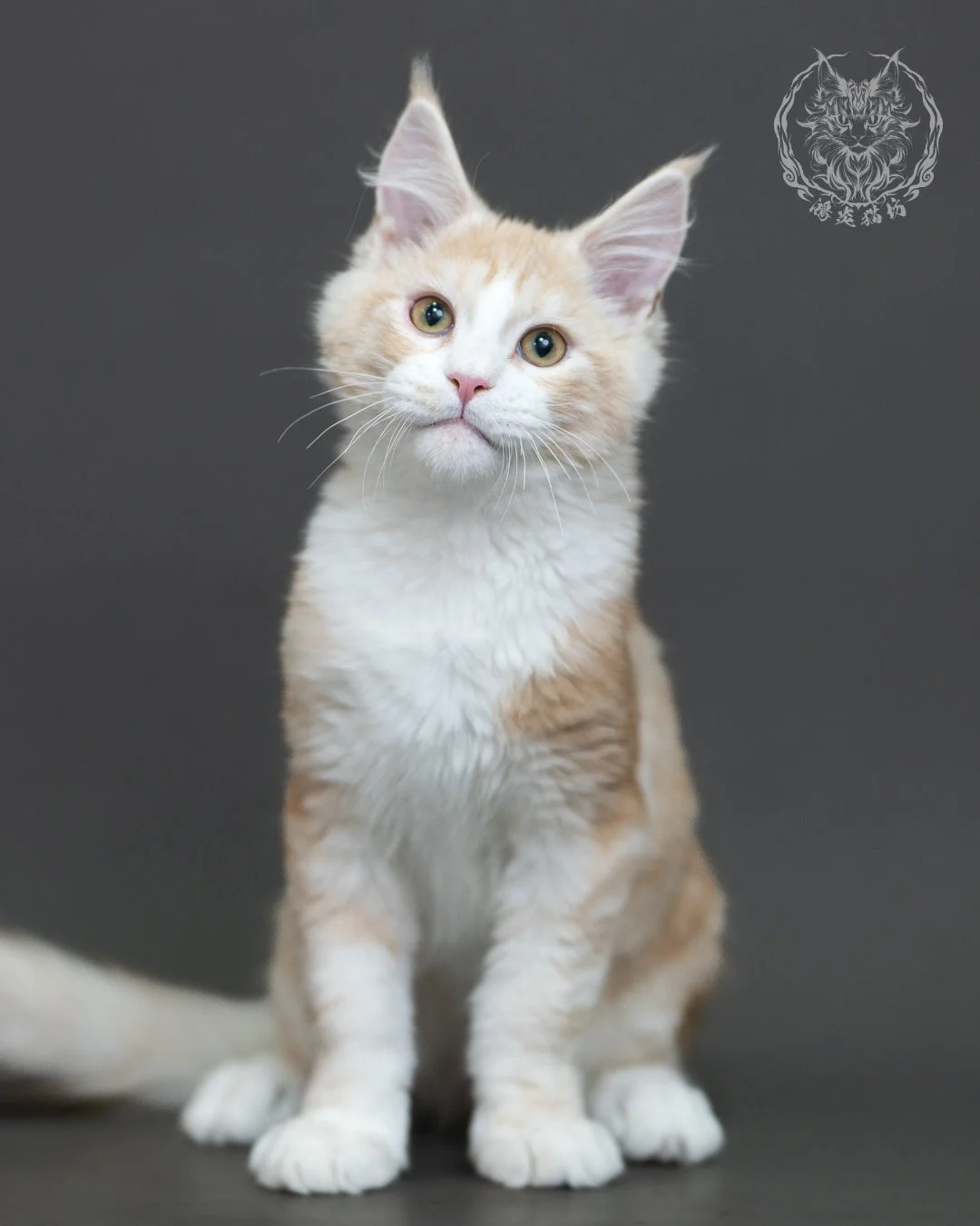 紅銀虎斑緬因貓 Red Silver Tabby Maine Coon 4halfmonths Cattery Taichung 4