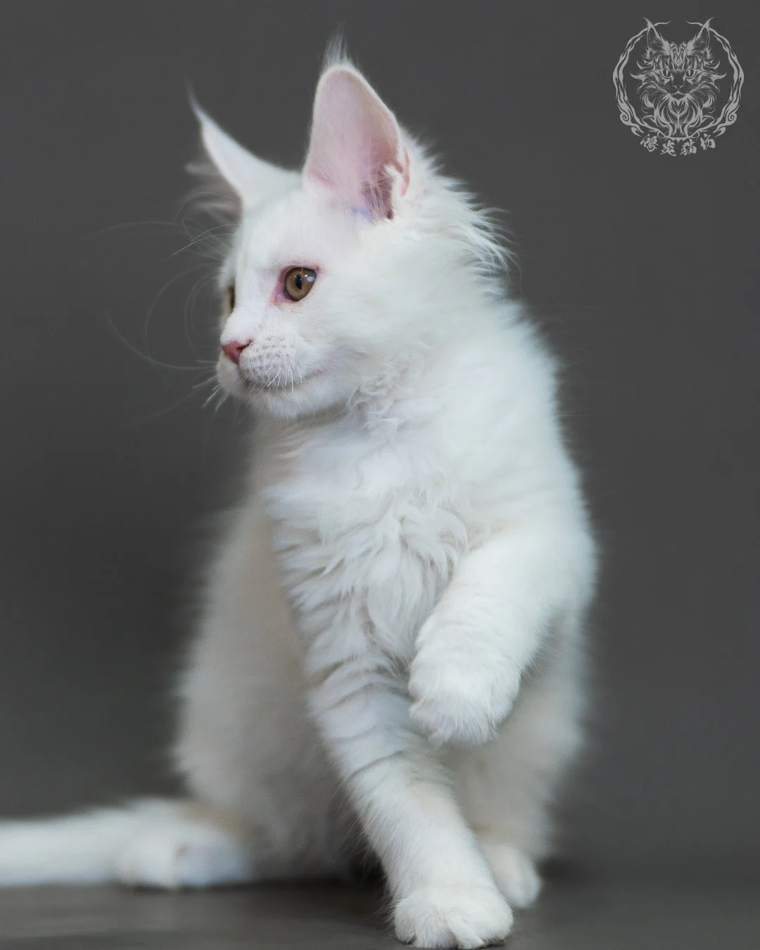 白色 White Maine Coon 3months 17