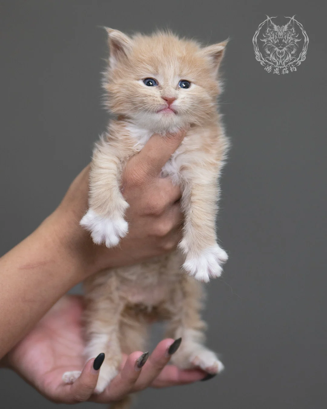 奶油虎斑緬因貓 Cream Tabby Maine Coon 4weeks Cattery Taichung 6