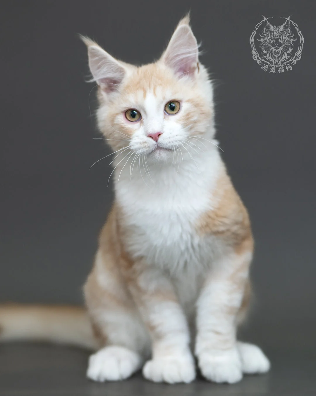 紅銀虎斑緬因貓 Red Silver Tabby Maine Coon 4halfmonths Cattery Taichung 17