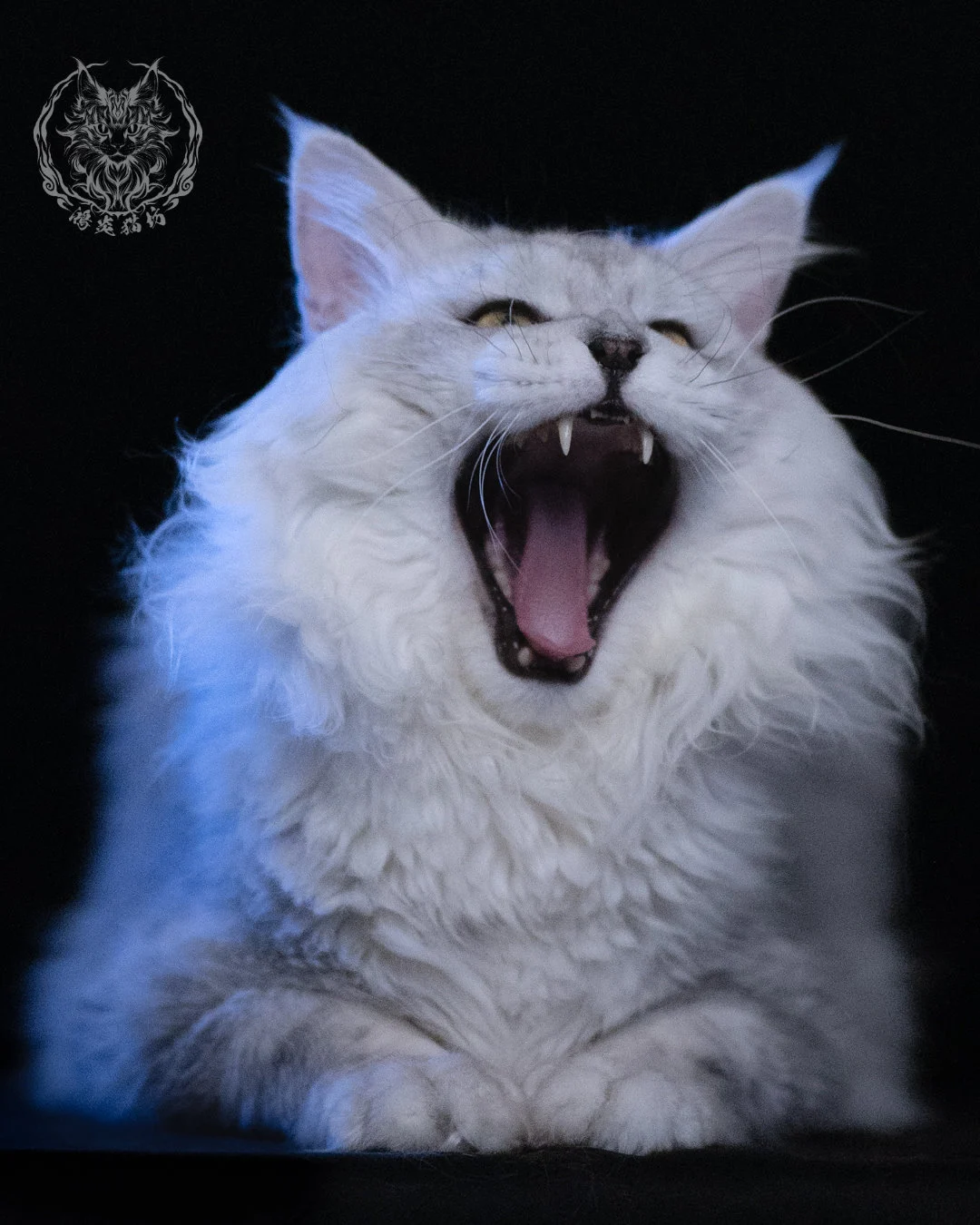 黑銀陰影緬因貓 Black Silver Shaded Maine Coon 1year4months Cattery Taichung 2