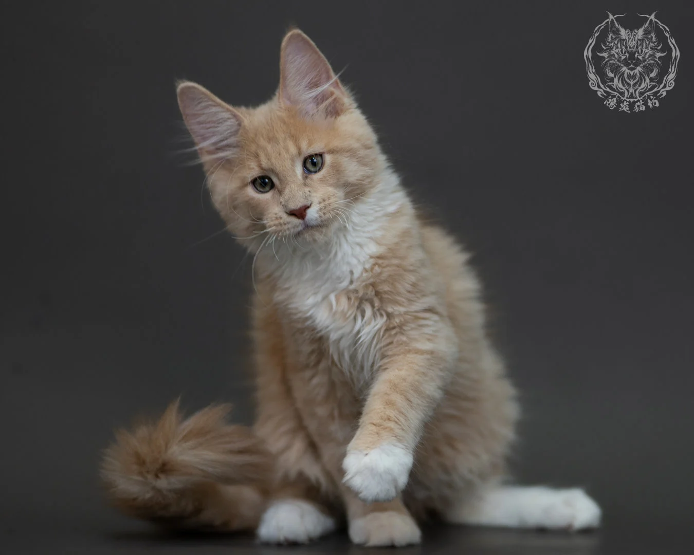 奶油虎斑 Cream Tabby Maine Coon 3months 12