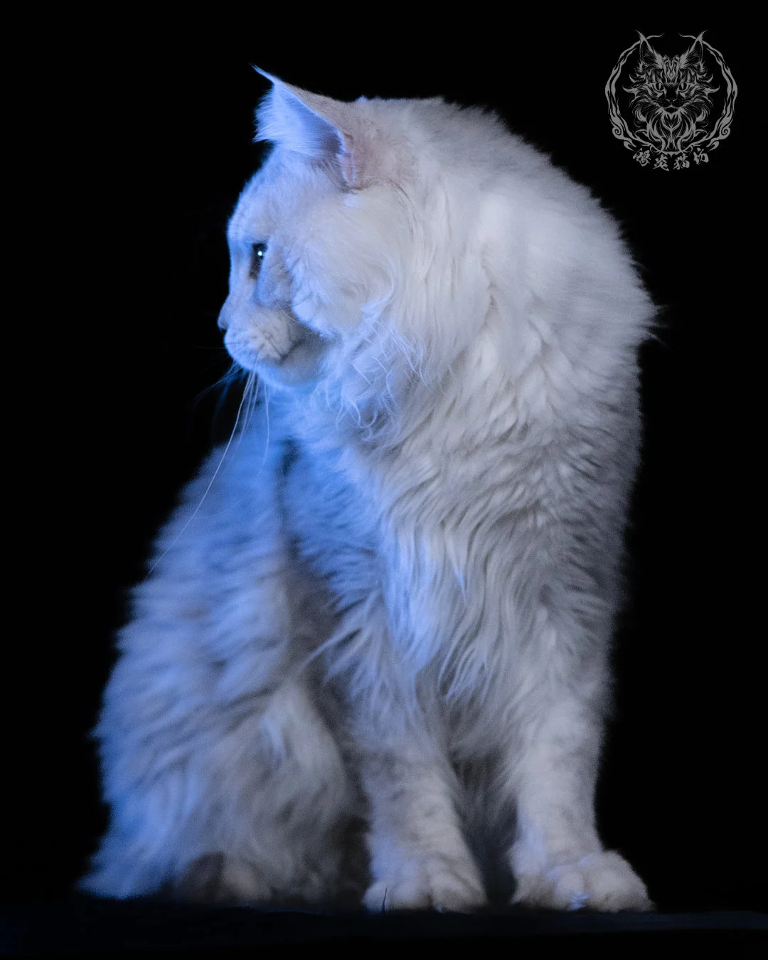 黑銀陰影緬因貓 Black Silver Shaded Maine Coon 1year4months Cattery Taichung 5