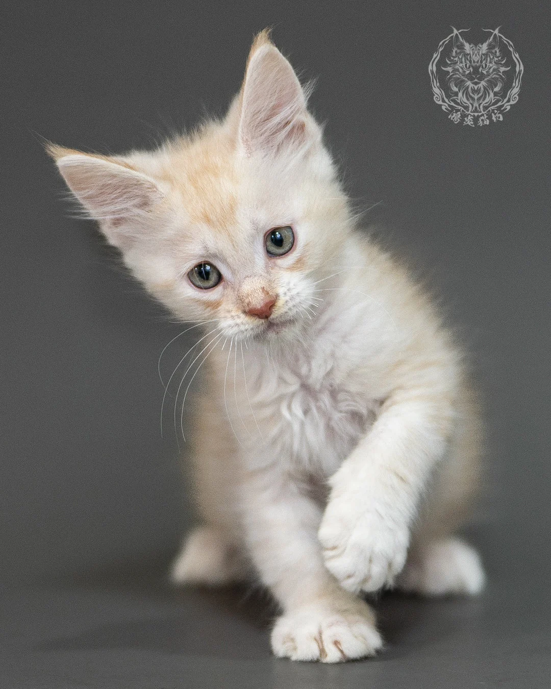 紅銀虎斑緬因貓 Red Silver Tabby Maine Coon 2months Closeup 18