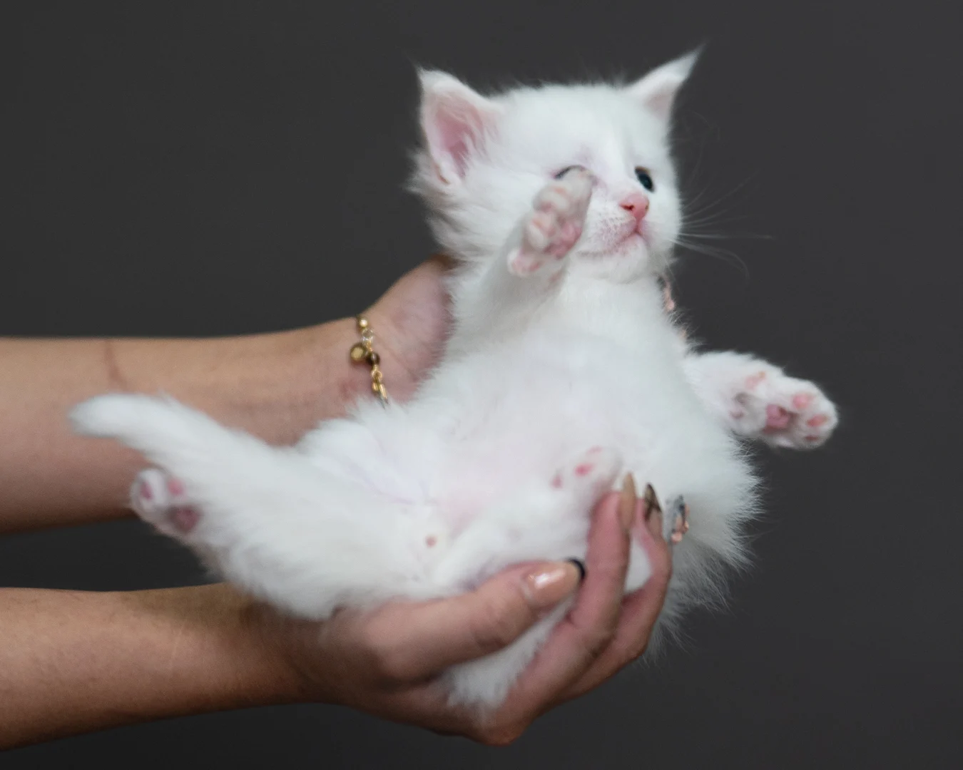 白色緬因貓 White Maine Coon 4weeks Cattery Taichung 13