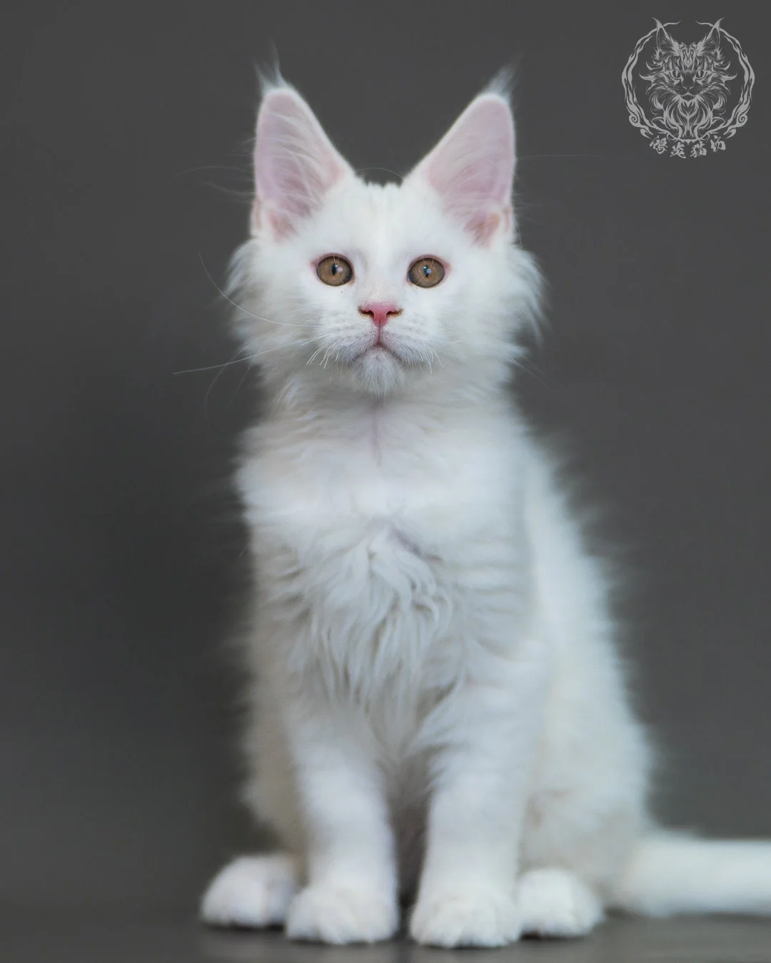 白色 White Maine Coon 3months 19