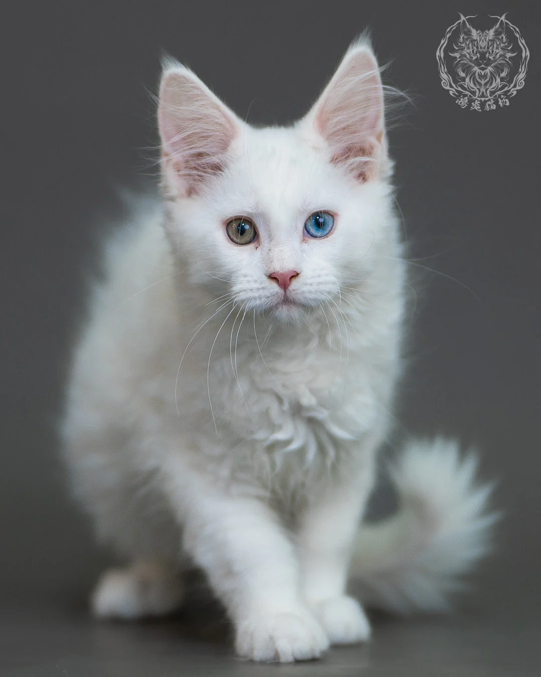 異瞳白色 Odd Eye White Maine Coon 3months 2