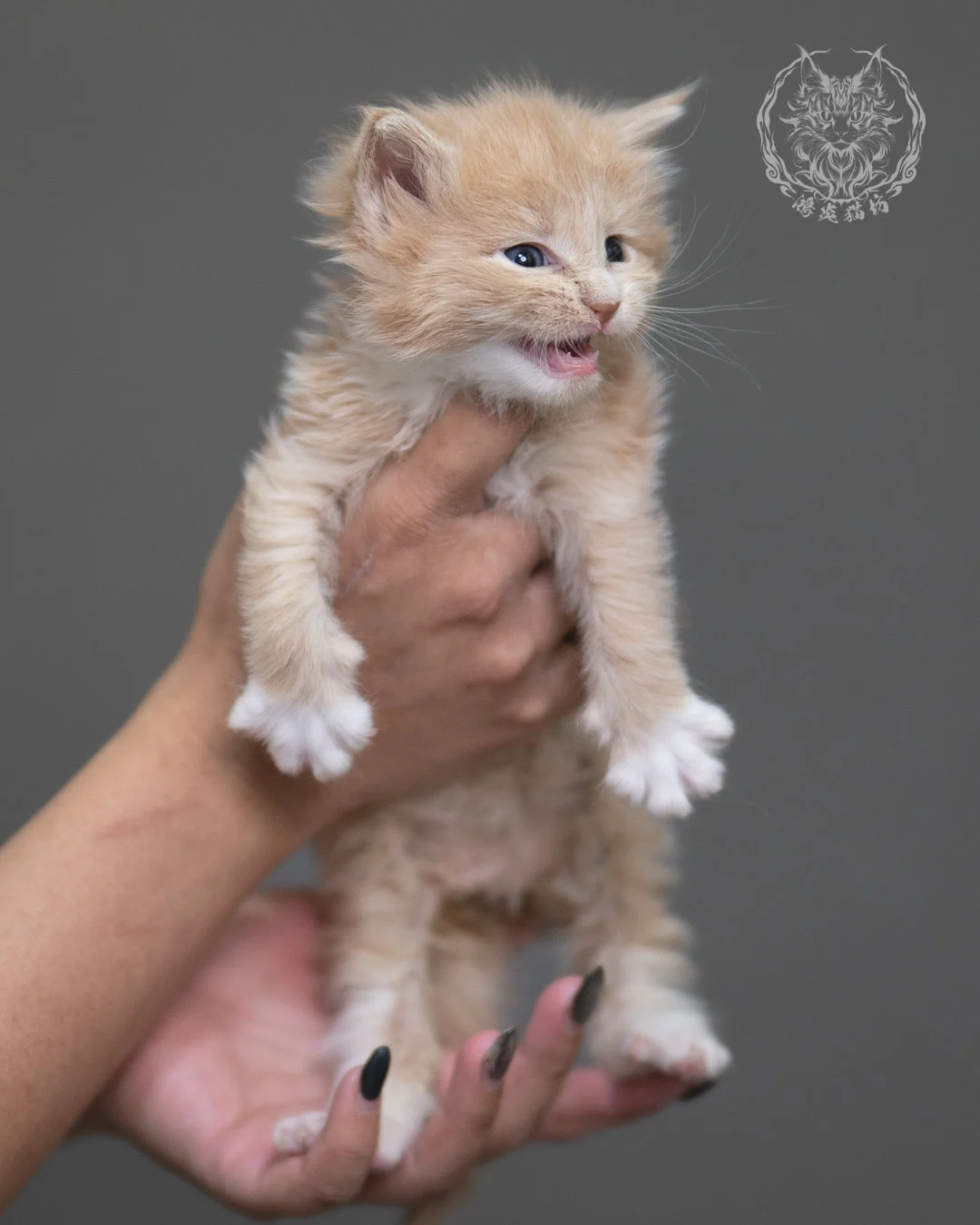 奶油虎斑緬因貓 Cream Tabby Maine Coon 4weeks Cattery Taichung 8