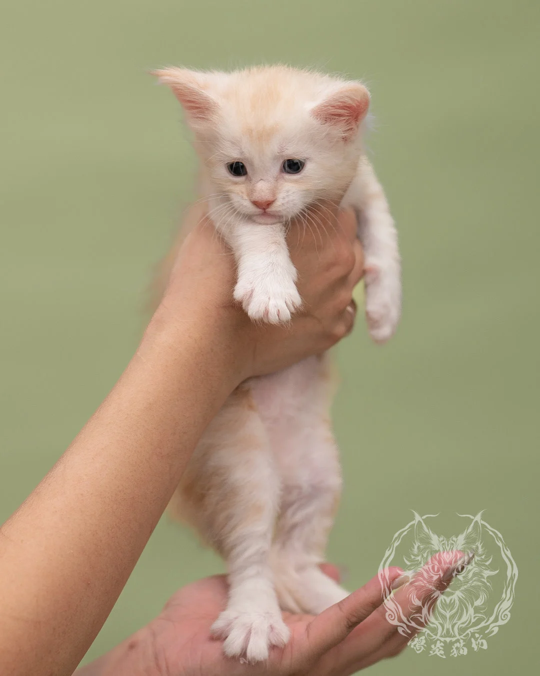 紅銀虎斑緬因貓 Red Silver Tabby Maine Coon 4weeks Closeup 3
