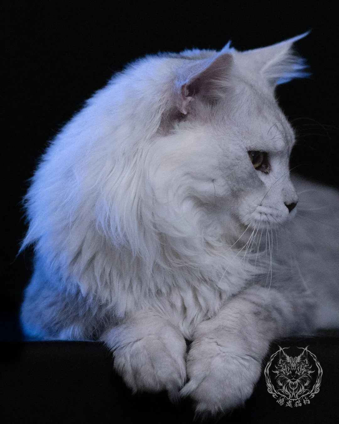 黑銀陰影緬因貓 Black Silver Shaded Maine Coon 1year4months Cattery Taichung 12