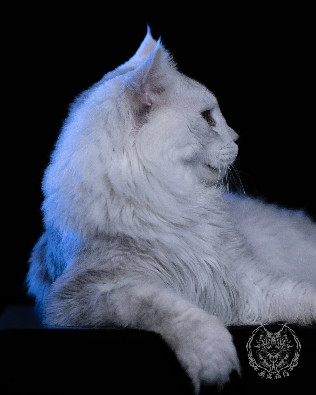 黑銀陰影緬因貓 Black Silver Shaded Maine Coon 1year4months Cattery Taichung 16