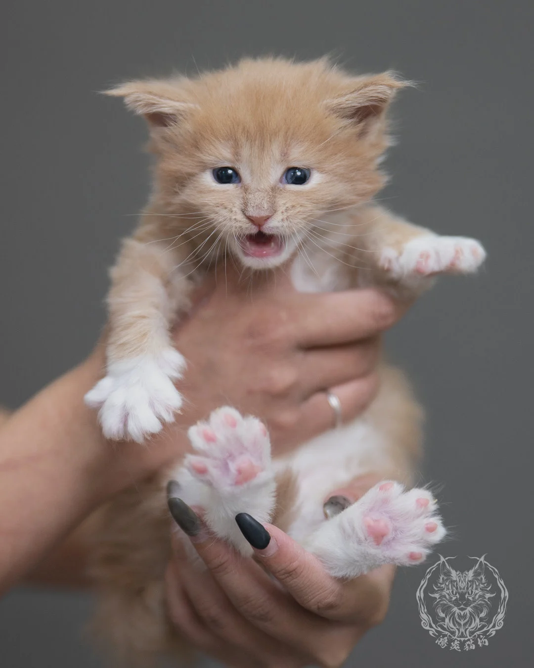 奶油虎斑緬因貓 Cream Tabby Maine Coon 4weeks Cattery Taichung 8