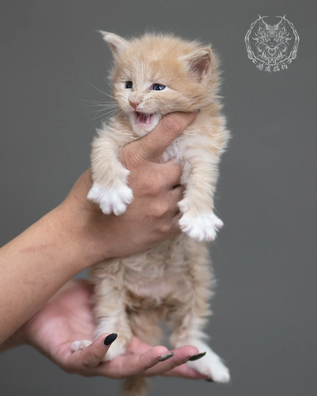 奶油虎斑緬因貓 Cream Tabby Maine Coon 4weeks Cattery Taichung 3