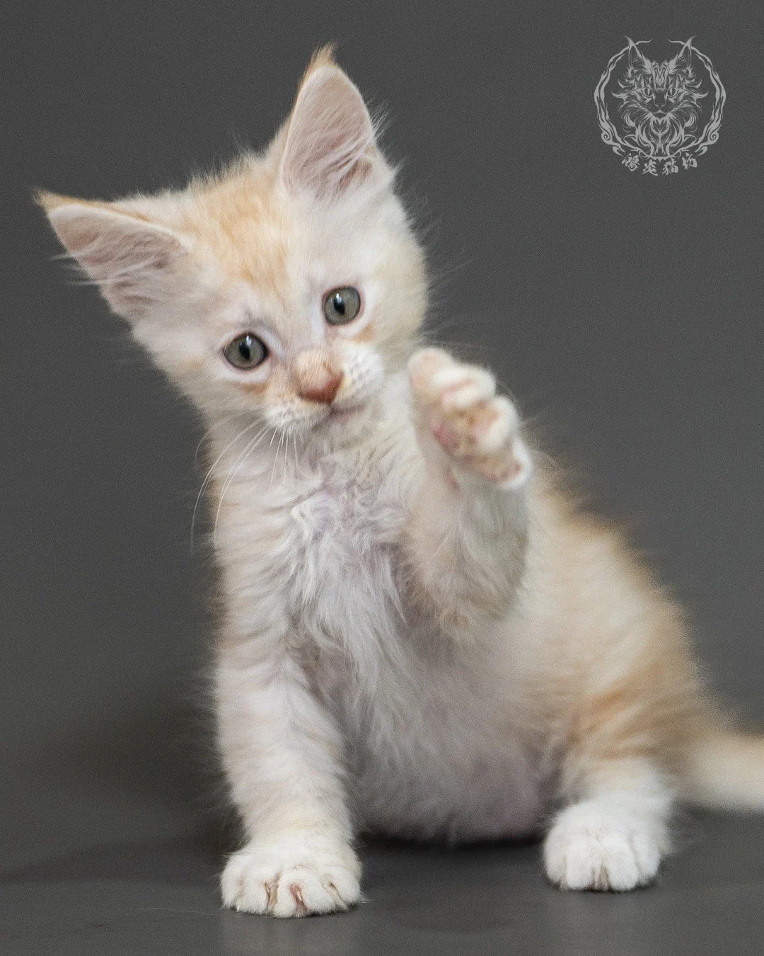 紅銀虎斑緬因貓 Red Silver Tabby Maine Coon 2months Closeup 13