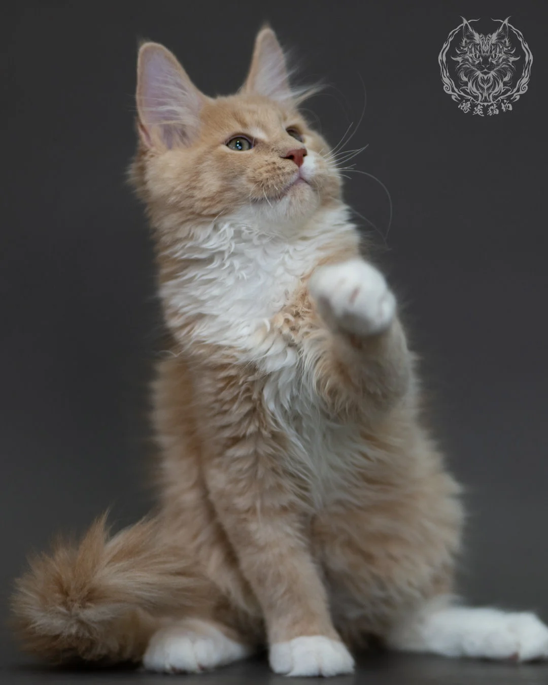 奶油虎斑 Cream Tabby Maine Coon 3months 3