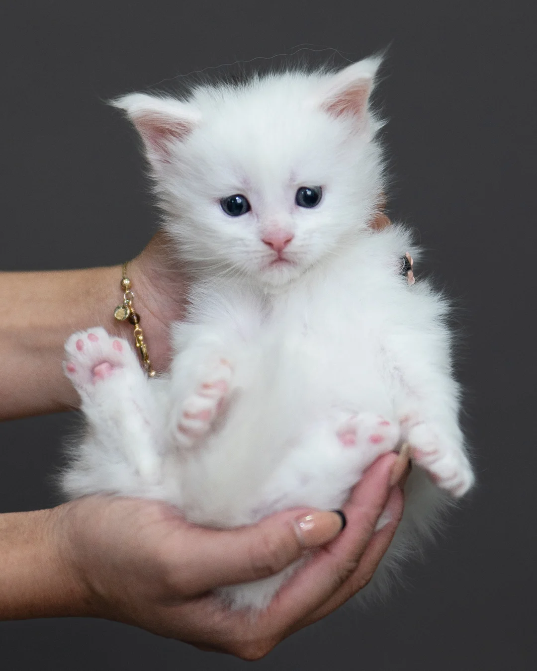 白色緬因貓 White Maine Coon 4weeks Cattery Taichung 1