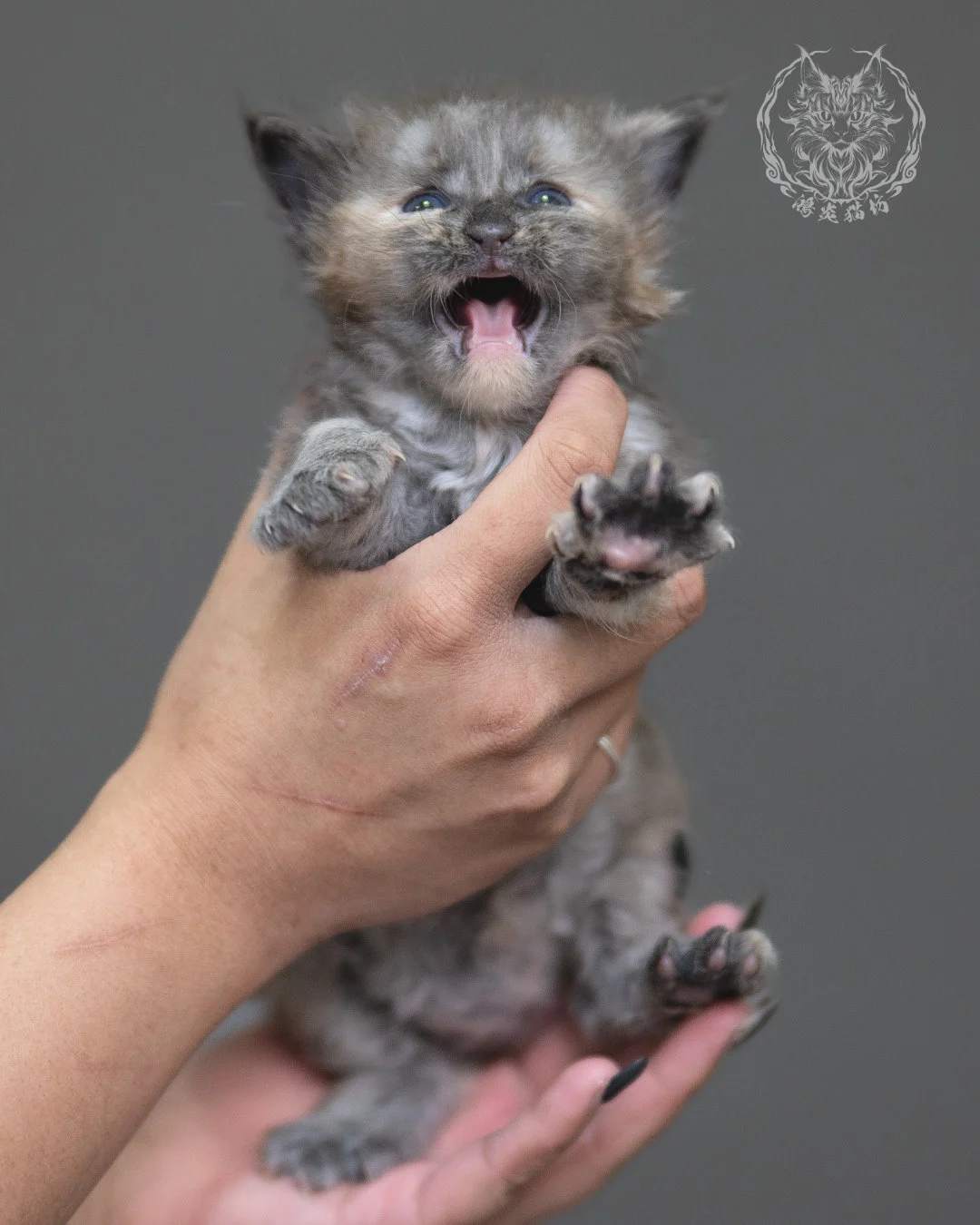 藍乳煙玳帽緬因貓 Blue Cream Smoke Tortie Maine Coon 4weeks Cattery Taichung 3
