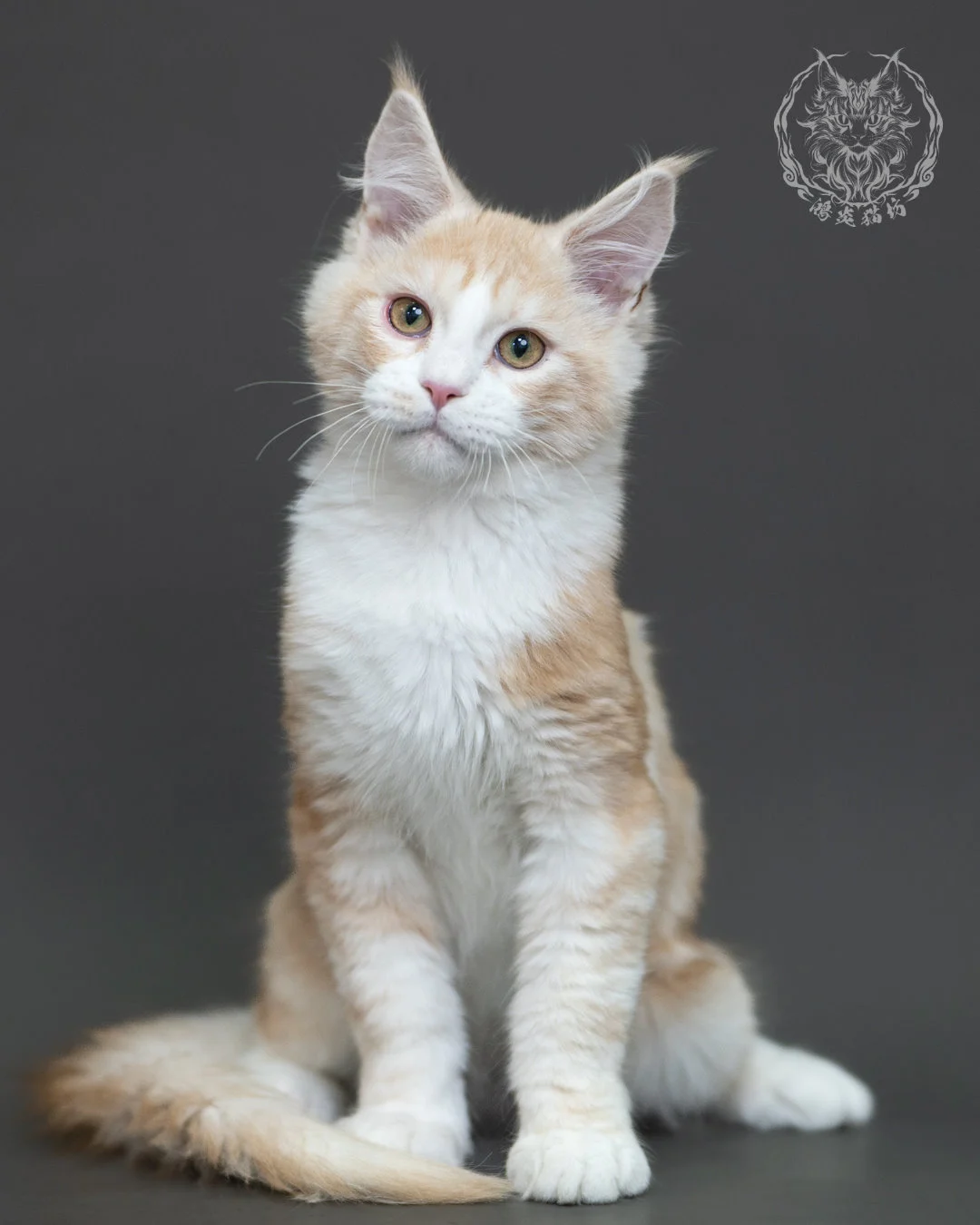 紅銀虎斑緬因貓 Red Silver Tabby Maine Coon 4halfmonths Cattery Taichung 1