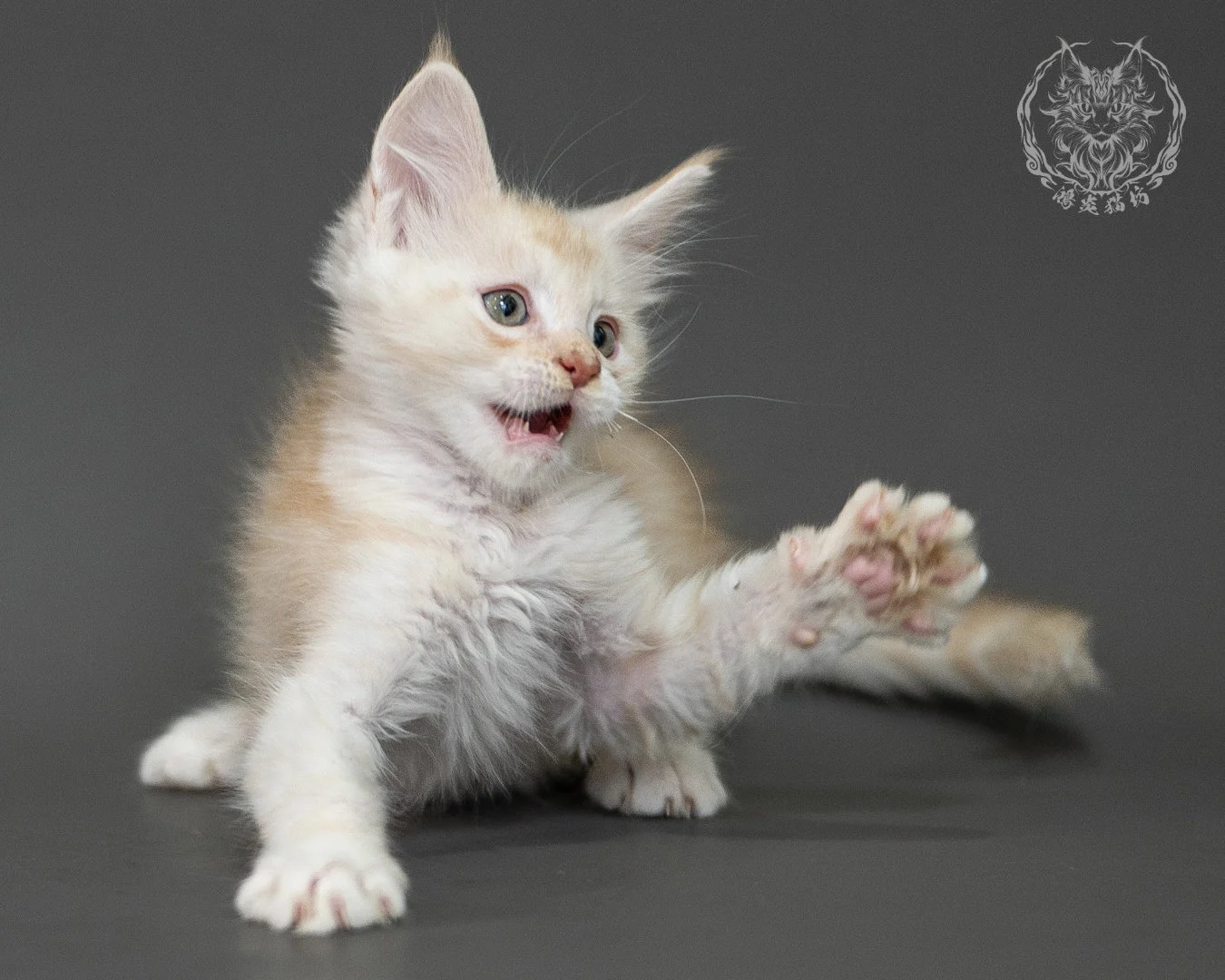 紅銀虎斑緬因貓 Red Silver Tabby Maine Coon 2months Closeup 24