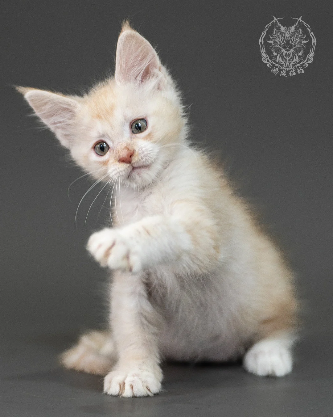 紅銀虎斑緬因貓 Red Silver Tabby Maine Coon 2months Closeup 4