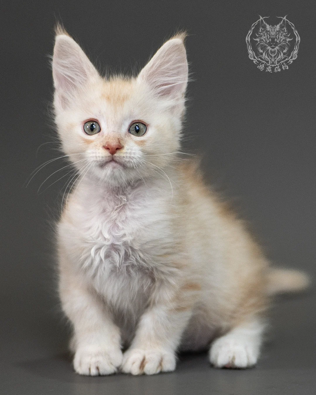 紅銀虎斑緬因貓 Red Silver Tabby Maine Coon 2months Closeup 11