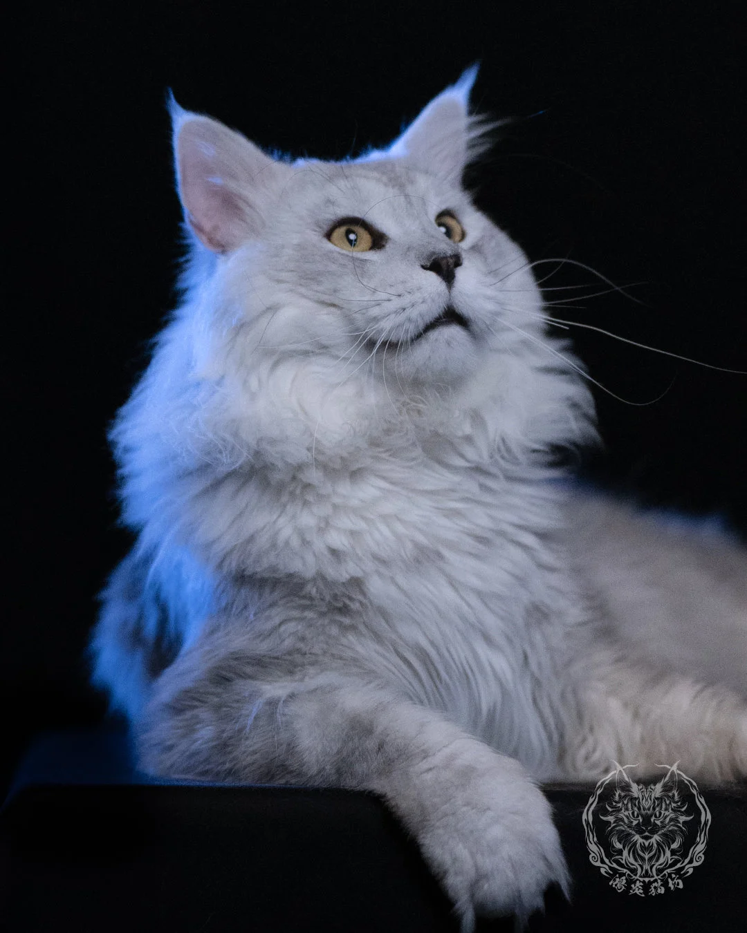 黑銀陰影緬因貓 Black Silver Shaded Maine Coon 1year4months Cattery Taichung 14