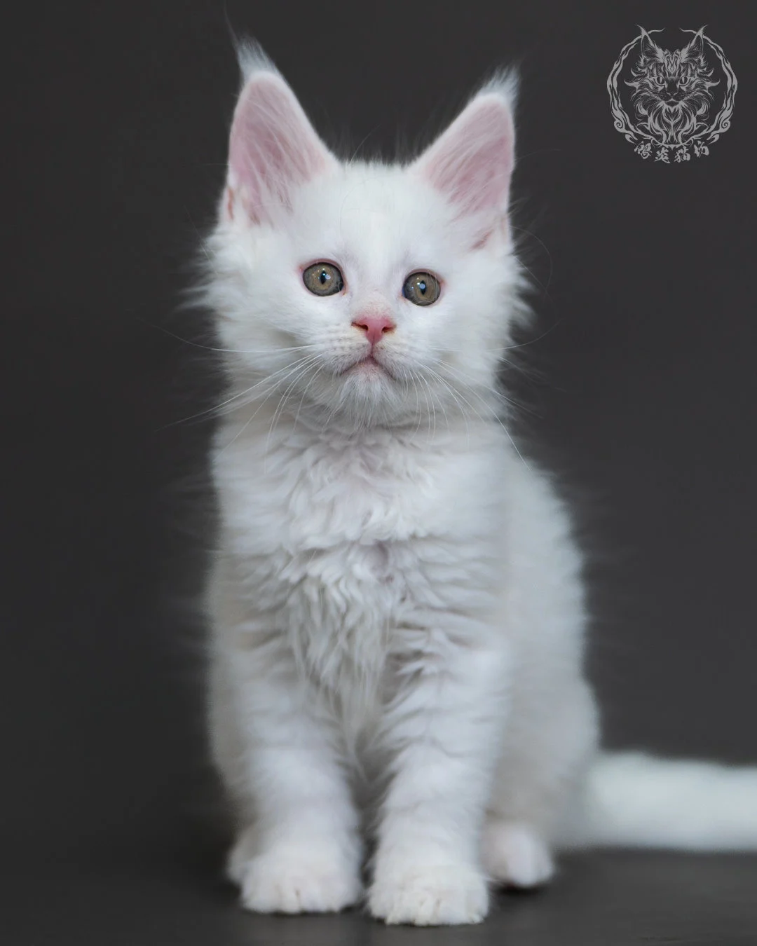 白色緬因貓2個月紀錄 White Maine Coon 2months 5