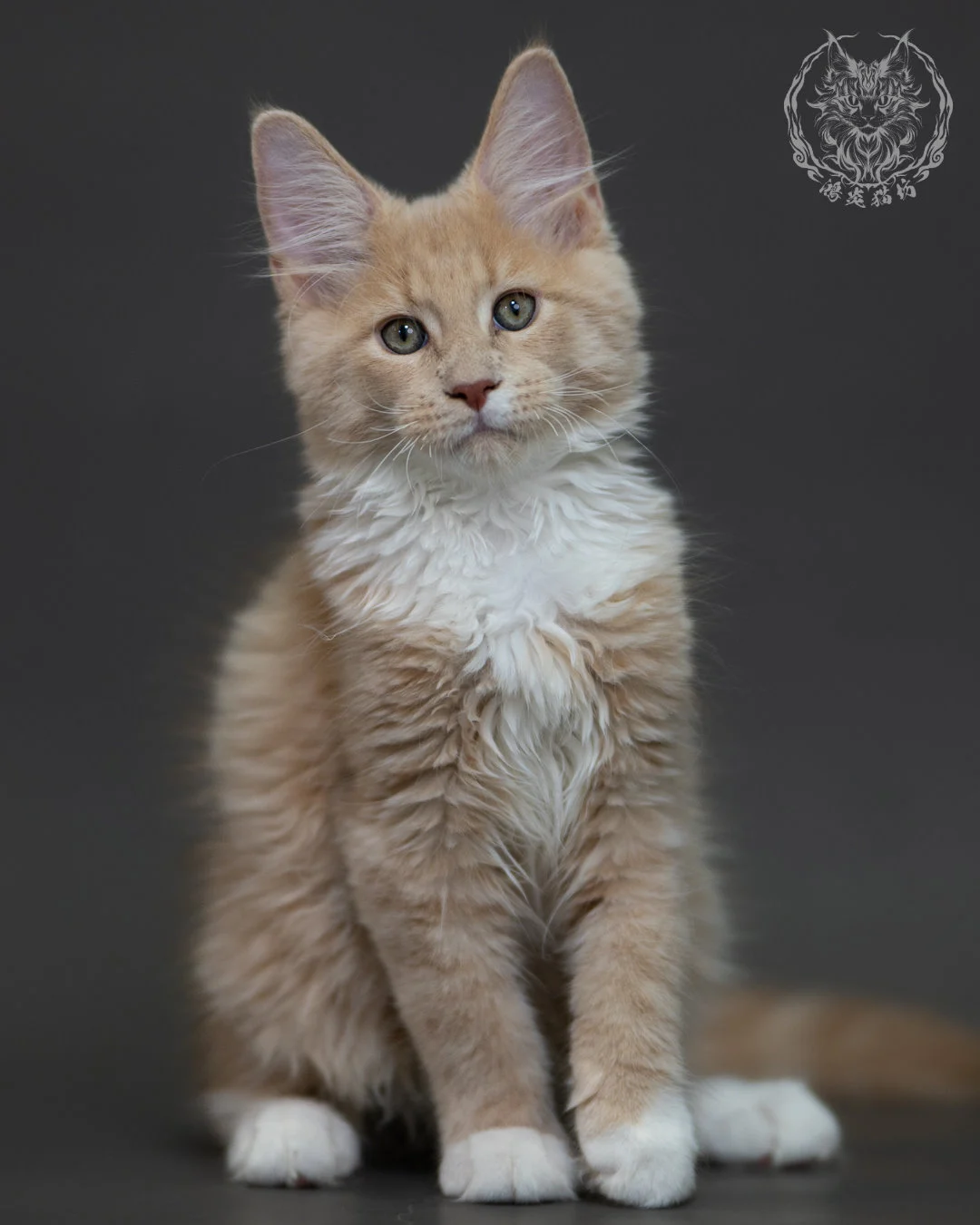 奶油虎斑 Cream Tabby Maine Coon 3months 9