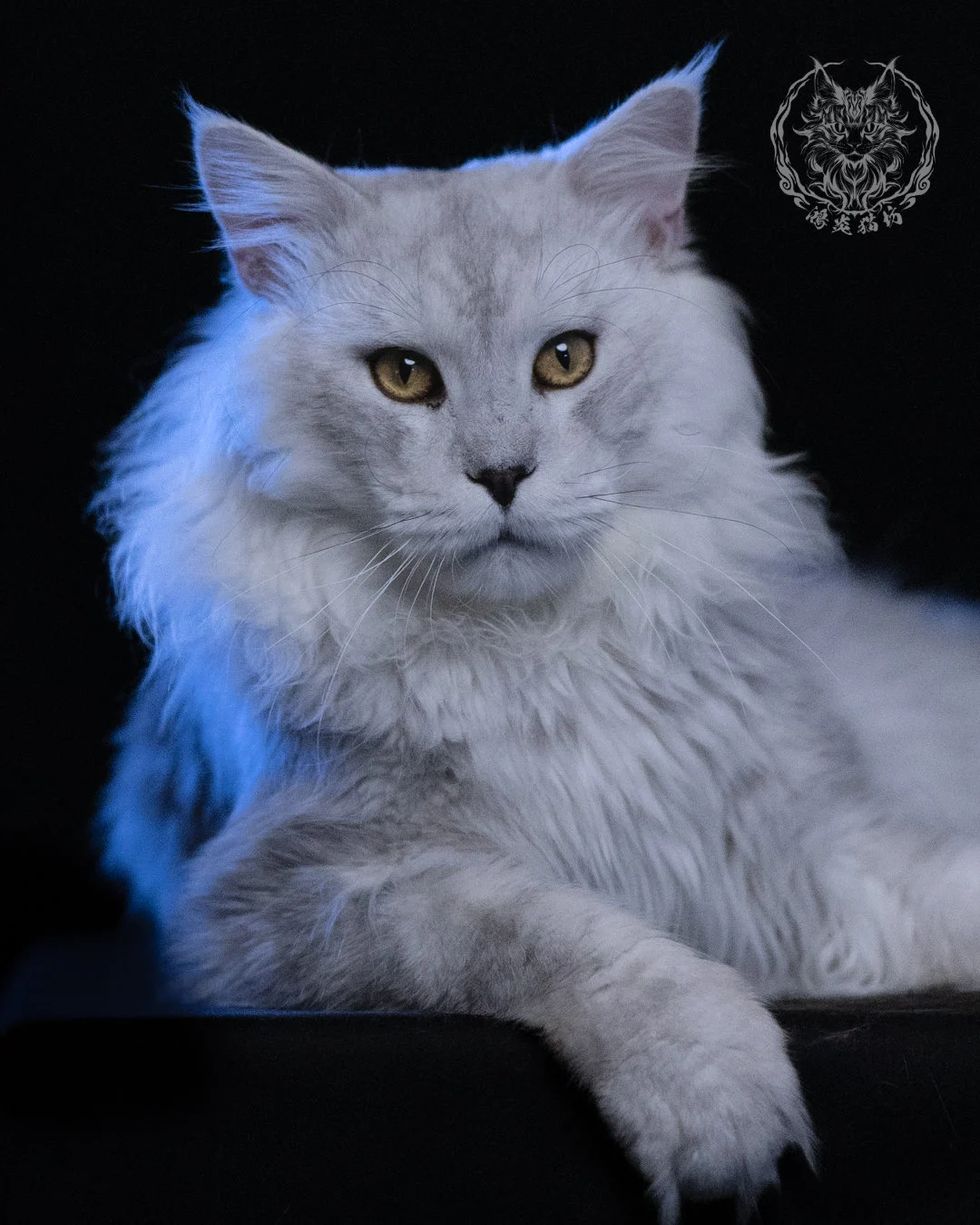 黑銀陰影緬因貓 Black Silver Shaded Maine Coon 1year4months Cattery Taichung 15