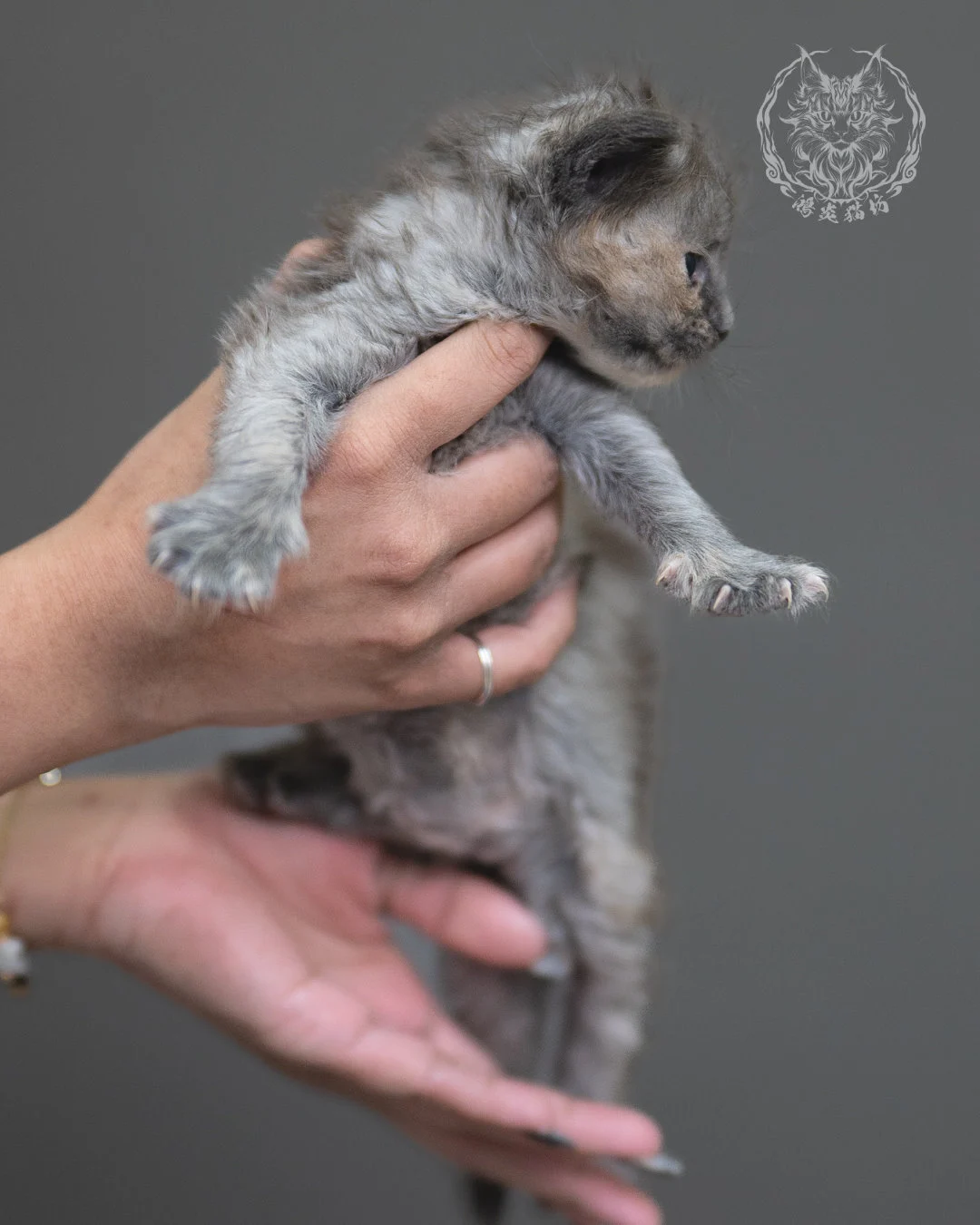 藍乳煙玳帽緬因貓 Blue Cream Smoke Tortie Maine Coon 4weeks Cattery Taichung 7