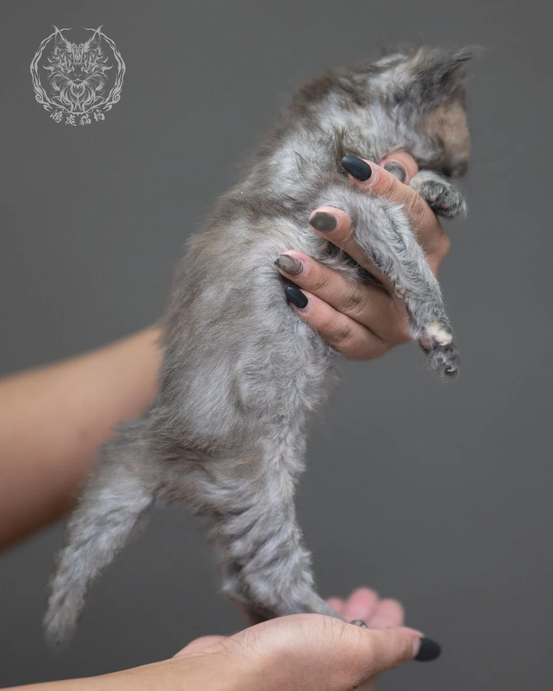 藍乳煙玳帽緬因貓 Blue Cream Smoke Tortie Maine Coon 4weeks Cattery Taichung 10
