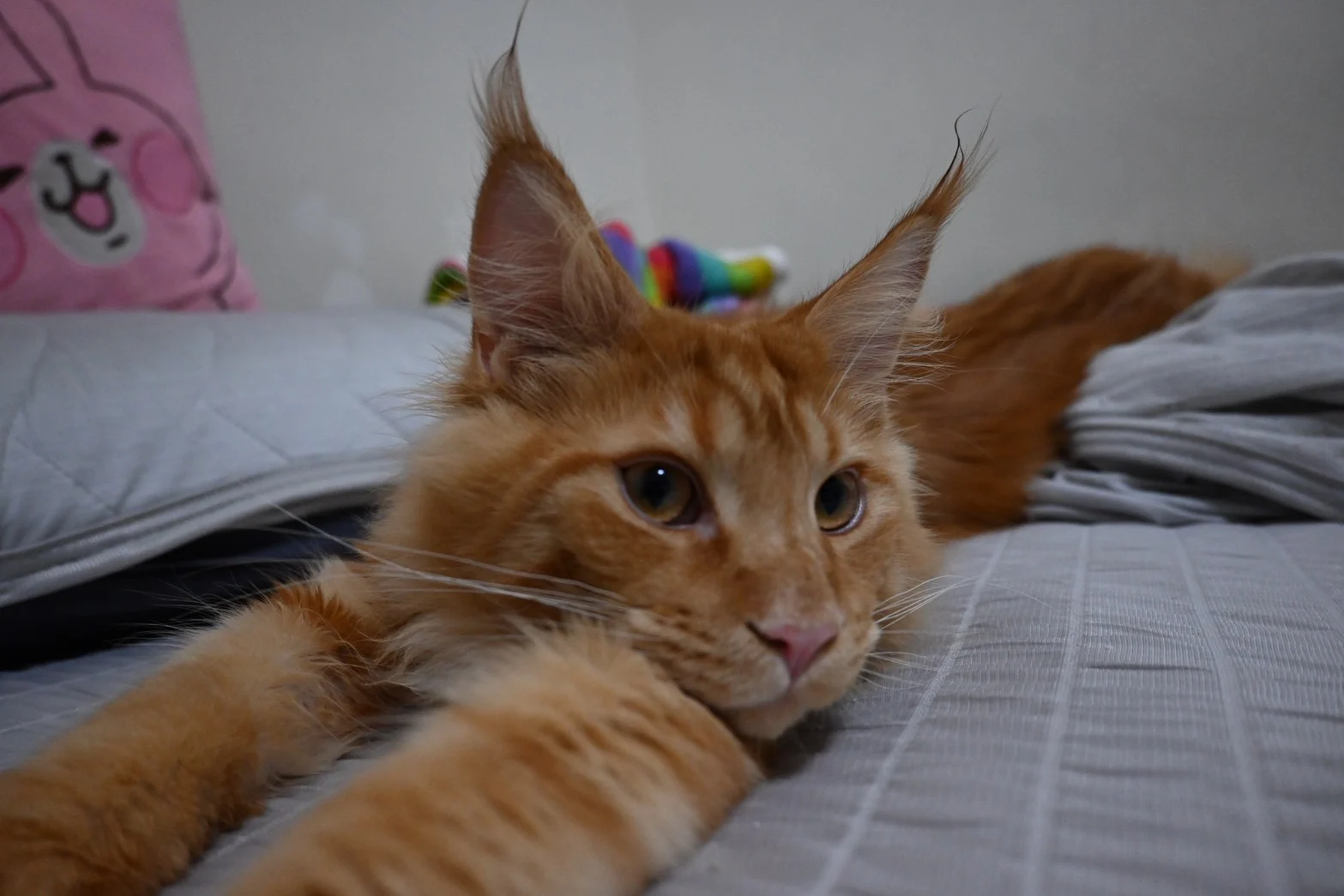 Hongyan Mainecoon Halu Red Tabby Bed Closeup.jpg