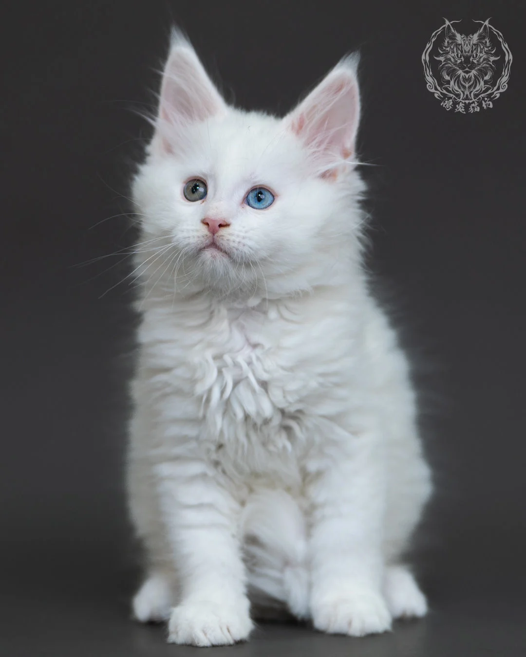 白色異瞳緬因貓 5