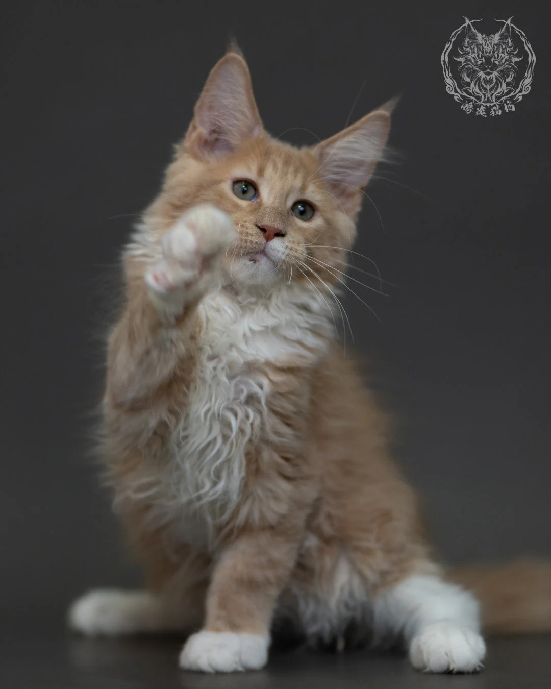 奶油虎斑 Cream Tabby Maine Coon 3months 9